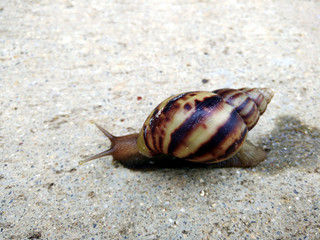 snail on the cement floor