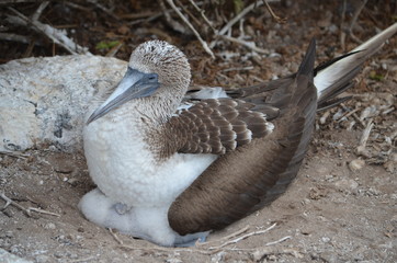 A Blue-Footed Booby (Sula nebouxii) nesting on the Galapagos Islands