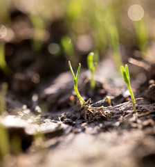 Small plants on the ground in spring