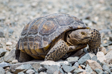 Fototapeta premium Desert Tortoise Rocks