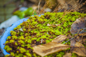 Green garden sprouts