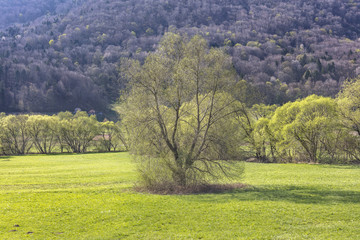 Obraz premium Lonely tree in Dravinja valley, Slovenia