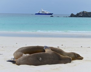 Galápagos sea lion (Zalophus wollebaeki), a species that exclusively breeds on the Galápagos...