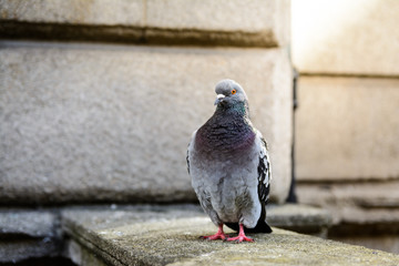 a pigeon standing at cornice