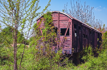 Fototapeta na wymiar Vintage wooden railway wagon derelict captured by vegetation.