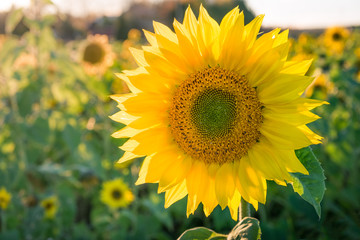 Obraz premium Sunflower field at summer day against blue sky
