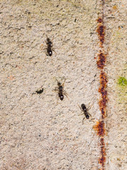 Ants lasius nigra trail on concrete wall of house, close-up, selective focus, shallow DOF