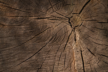 bois matière tronc arbre coupe fissure forêt texture