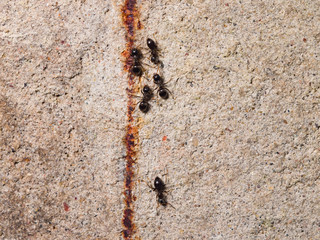 Ants lasius nigra trail on concrete wall of house, close-up, selective focus, shallow DOF