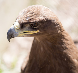 Portrait of an eagle in a park