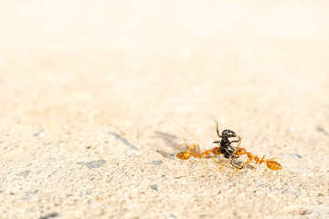 together, Two red ants helping each other carrying lift black ant