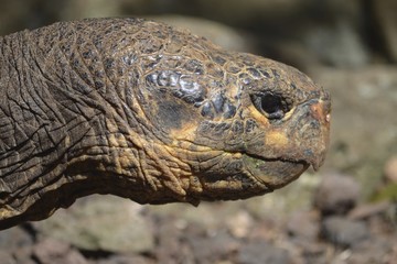 Galapagos Giant Tortoise at the El Chato / Los Primativos ranch on Santa Cruz, Galapagos Islands