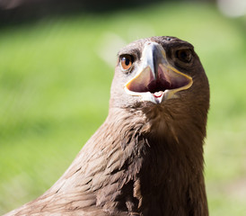 Portrait of an eagle in a park