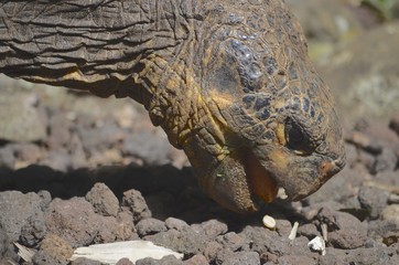 Galapagos Giant Tortoise at the El Chato / Los Primativos ranch on Santa Cruz, Galapagos Islands
