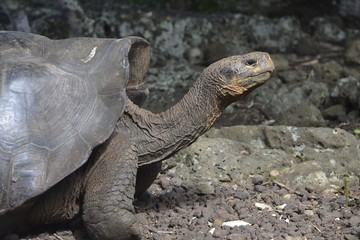 Obraz premium Galapagos Giant Tortoise at the El Chato / Los Primativos ranch on Santa Cruz, Galapagos Islands