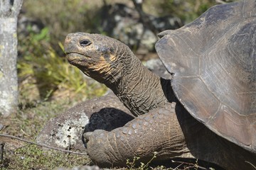 Obraz premium Galapagos Giant Tortoise at the El Chato / Los Primativos ranch on Santa Cruz, Galapagos Islands