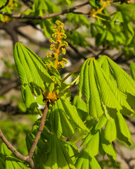 Horse-chestnut, aesculus hippocastanum, flower bud and young leaves on branch with bokeh background macro, selective focus, shallow DOF