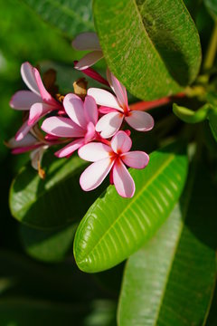 Pink Champaka 