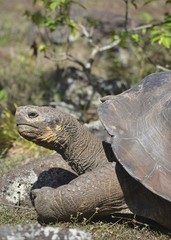 Obraz premium Galapagos Giant Tortoise at the El Chato / Los Primativos ranch on Santa Cruz, Galapagos Islands