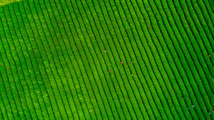 Tea plantation.Chinese tea.