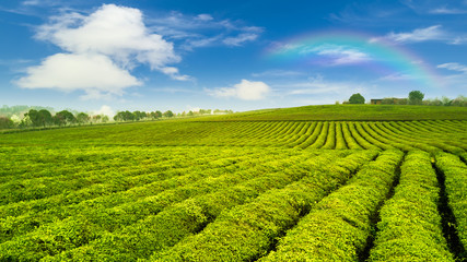 Tea plantation.Chinese tea.