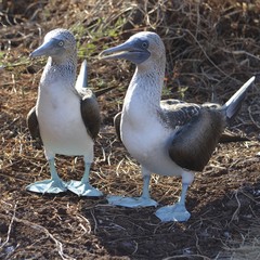 A Blue-Footed Booby (Sula nebouxii) on the Galapagos Islands