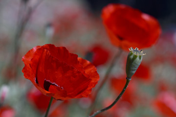 Obraz premium Anemone coronaria