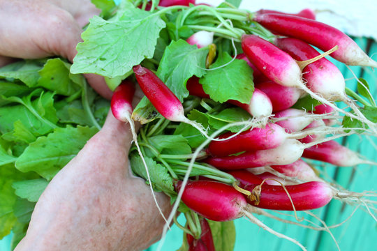 Red radish with green leaves in the hands of the farmer. 