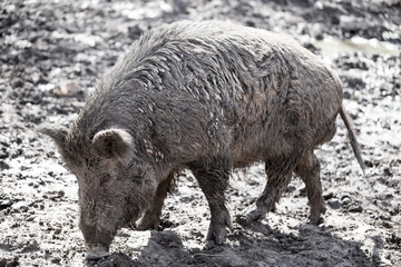 Big boar in the mud