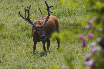 Elk