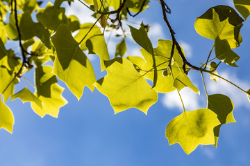 leaves of tulipifera under blue sky