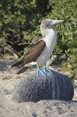 A Blue-Footed Booby (Sula nebouxii) on the Galapagos Islands