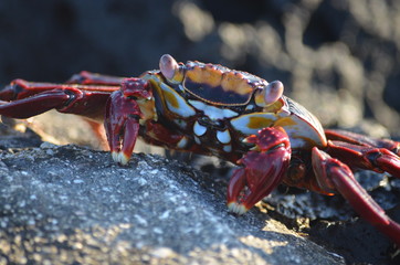 A Sally lightfoot crab (Grapsus grapsus) walks across rocks in the Galapagos Islands.