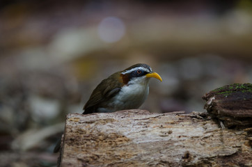 White-browed Scimitar-babbler in nature