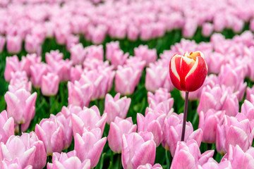 Obraz premium One higher and differently colored tulip protrudes above the others