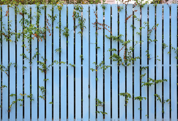 Close-up fence and tree wall.