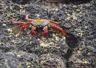 A Sally lightfoot crab (Grapsus grapsus) walks across rocks in the Galapagos Islands.