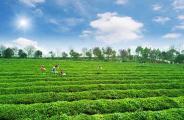 Tea plantation.Chinese tea.