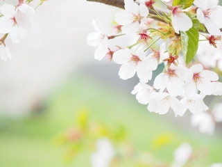 美しい桜ソメイヨシノ