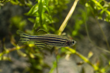 Danio Striped - Freshwater Fish Aquarium.