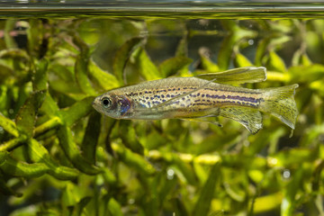 Danio cheetah, crowned - freshwater fish aquarium.
