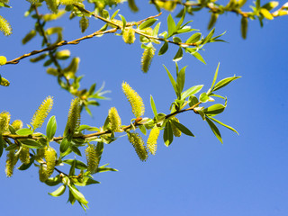 Brittle willow, Salix fragilis, blossom in spring with bokeh background, selective focus, shallow DOF