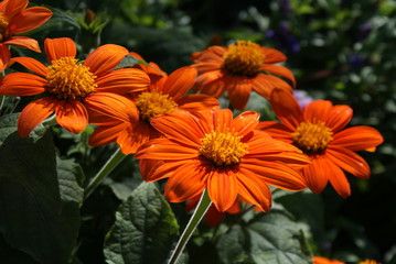 Daisy Blanket