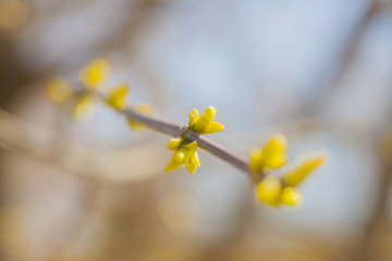 Obraz premium Spring leaves