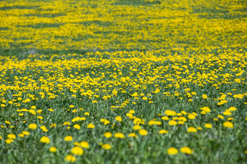 Spring in meadow - dandelion flowers. Selective and Soft focus.
