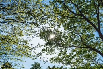 Fresh green and sun