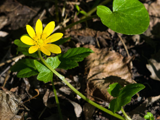 Blooming lesser celandine Ficaria verna or Ranunculus ficaria, close-up, selective focus, shallow DOF