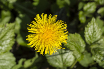 Open flower of a dandelion.