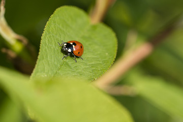 The ladybug on the leaf. 