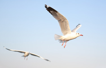 A seagull flying in the sky.